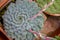 Hairy leaves of a peculiar species of echeveria