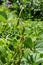 Hairy, maturing green pods of common beans on the plantation