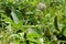 Hairy, maturing green pods of common beans on the plantation