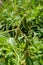 Hairy, maturing green pods of common beans on the plantation