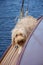 A hairy, messy apricot sandy cockapoo dog on the deck of a boat