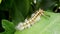 Hairy moth caterpillar.