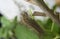 Hairy Moth Caterpillar on Green Plant A Macro Shot