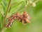 Hairy motley caterpillar