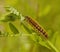 Hairy motley caterpillar