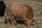 Hairy mountain cow on a pasture