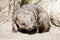 Hairy nosed wombat