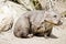 Hairy nosed wombat