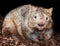 Hairy nosed wombat