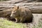 The hairy nosed wombat is leaving his burrow