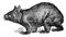 Hairy Nosed Wombat, vintage illustration