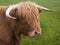 Hairy orange highland cow with horns