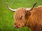 Hairy orange highland cow with upright horns