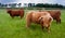 Hairy orange highland cows with horns