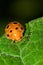 Hairy orange ladybug