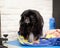 Hairy Pekingese dog on a grooming table in an animal beauty salon