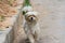 A hairy Pekingese puppy dog walking in the street in Shenzhen, China