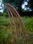 Hairy plant macro photo in garden in morning