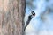 Hairy or possibly downy woodpecker on trunk of tree with a beautiful blurry winter sky bokeh behind bird - taken near the Sax-Zi