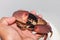 Hairy rock crab