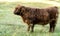 Hairy scottish, dutch cow calf eating grass on a field