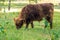 Hairy scottish, dutch cow calf eating grass on a field