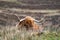 Hairy Scottish Highlander - Highland cattle - next to the road, Isle of Skye