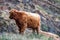 Hairy Scottish Highlander - Highland cattle - next to the road, Isle of Skye