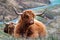 Hairy Scottish Highlander - Highland cattle - next to the road, Isle of Skye