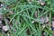 Hairy sedge Carex pilosa grows in the forest