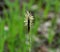 Hairy sedge Carex pilosa grows in the forest