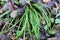 Hairy sedge Carex pilosa grows in nature