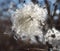 Hairy seed ball in back light