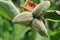 Hairy seed capsules of a wilted peony flowers