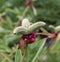 Hairy seed capsules of a wilted peony flowers.