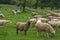 Hairy sheep on a green meadow 25