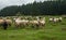 Hairy sheep on a green meadow 49