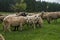 Hairy sheep on a green meadow