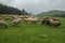 Hairy sheep on a green meadow