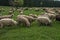 Hairy sheep on a green meadow