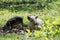 Hairy sheep-pigs Mangalitsa in search of food