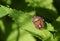 A Hairy Shieldbug, Dolycoris baccarum, on a Stinging Nettle leaf.