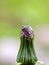 Hairy shieldbug on top of unopened dandelion flower