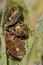 Hairy shieldbugs (Dolycoris baccarum)