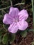 hairy shrub with beautiful pink flower, June 2022 in Kenya