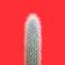 Hairy silver torch cactus