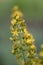 Hairy St John’s-wort Hypericum hirsutum, close-up of flowers