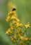 Hairy St John’s-wort Hypericum hirsutum, flowers with bumblebee flying away