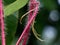 Hairy stem of a creeping weed plant in light pink color