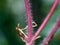 Hairy stem of a creeping weed plant in light pink color